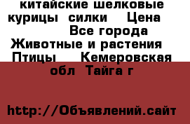 китайские шелковые курицы (силки) › Цена ­ 2 500 - Все города Животные и растения » Птицы   . Кемеровская обл.,Тайга г.